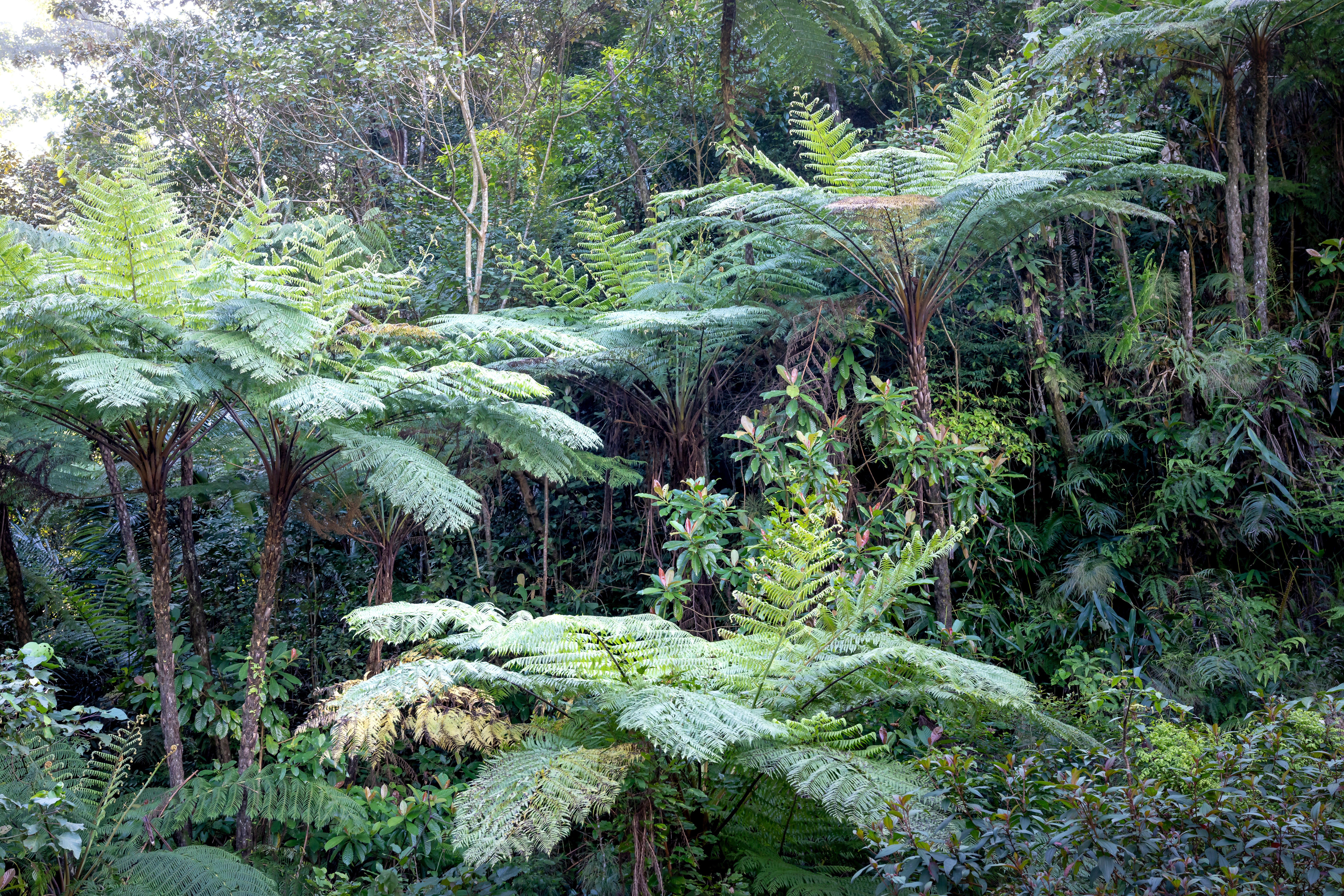 Photo by Quang Nguyen Vinh: https://www.pexels.com/photo/rainforest-with-tree-ferns-on-sunny-day-6416321/